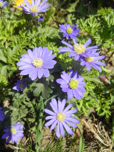 Anemone Blue Shades (2015, April 17)