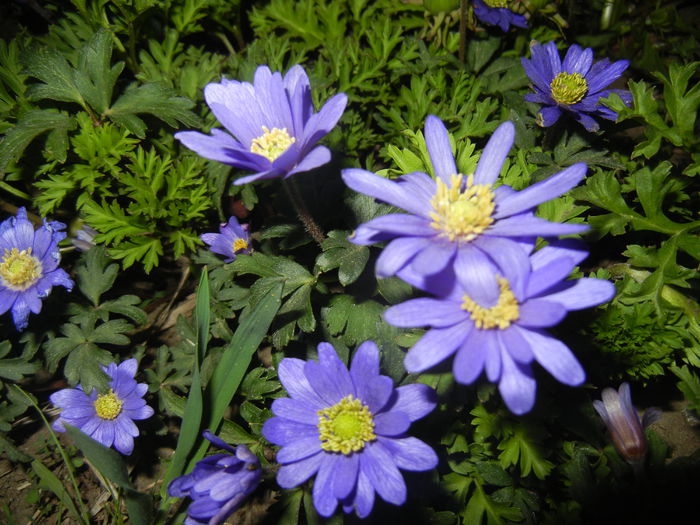 Anemone Blue Shades (2015, April 17)