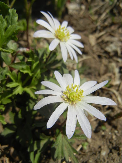 Anemone White Splendour (2015, Apr.17)