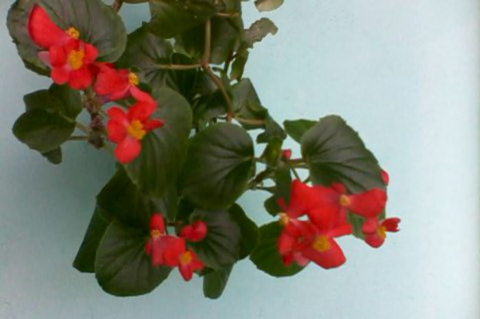 Begonia Semperflorens