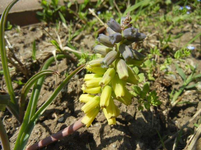 Muscari Golden Fragrance (2015, Apr.17) - Muscari Golden Fragrance