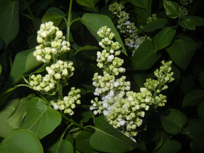 White Lilac Tree (2015, April 17)