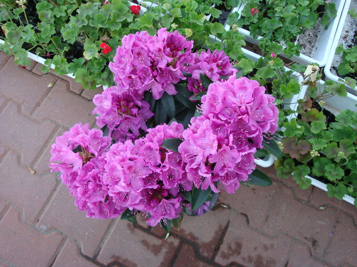 DSC04580