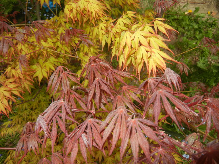 Acer Katsura & Bloodgood (2015, Apr.18) - Acer palmatum_Japanese Maples