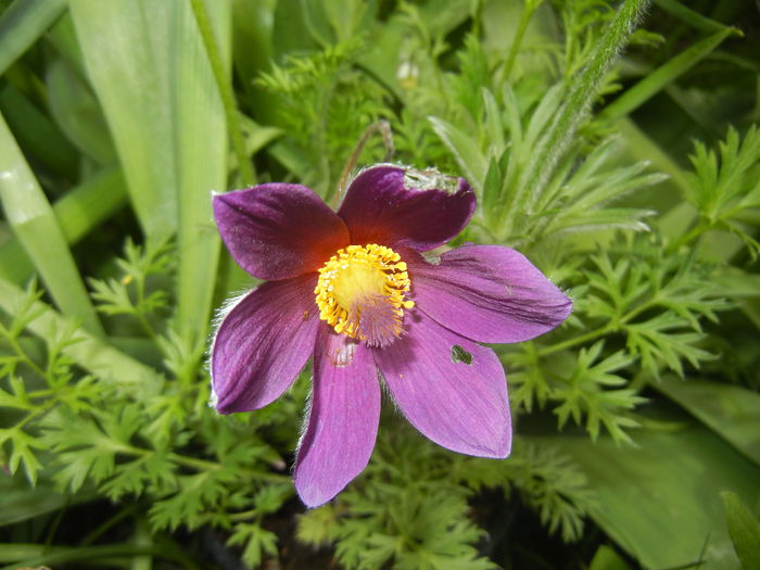 Pasque Flower_Pulsatilla (2015, Apr.18)