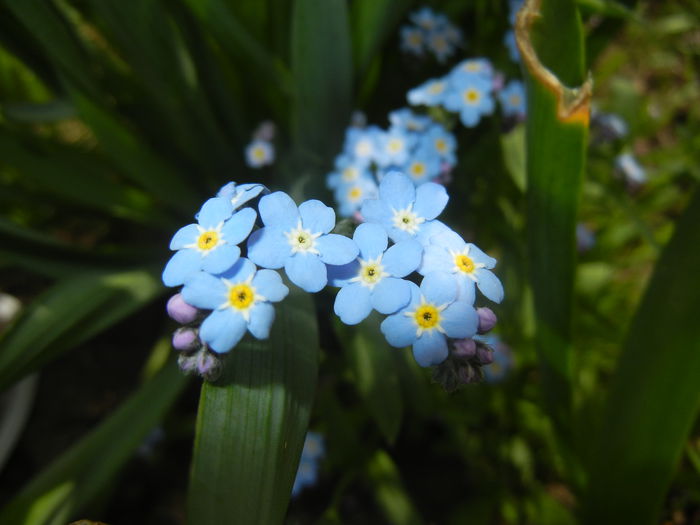 Myosotis alpestris (2015, April 18) - MYOSOTIS Alpestris