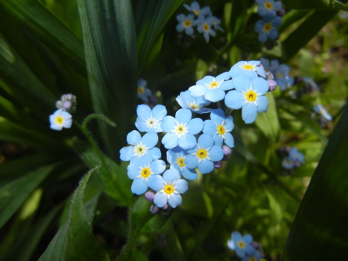 Myosotis alpestris (2015, April 18) - MYOSOTIS Alpestris