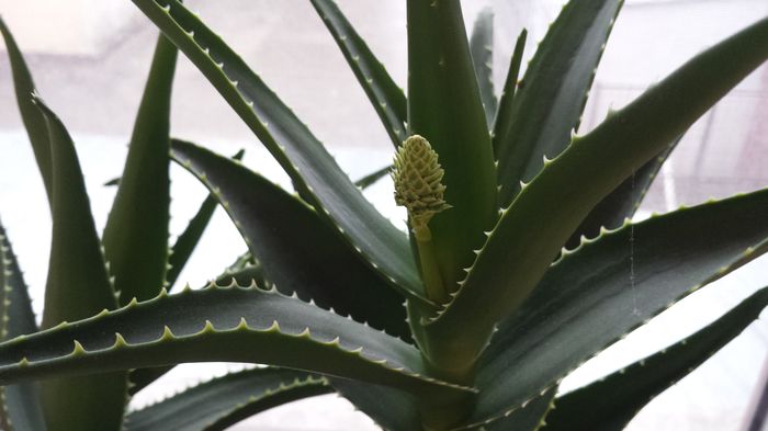 2015-04-22 08.53.37 - Aloe