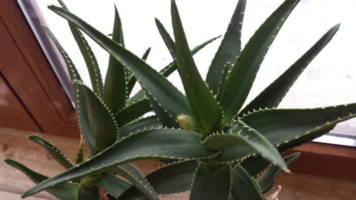 2015-04-22 08.53.51 - Aloe