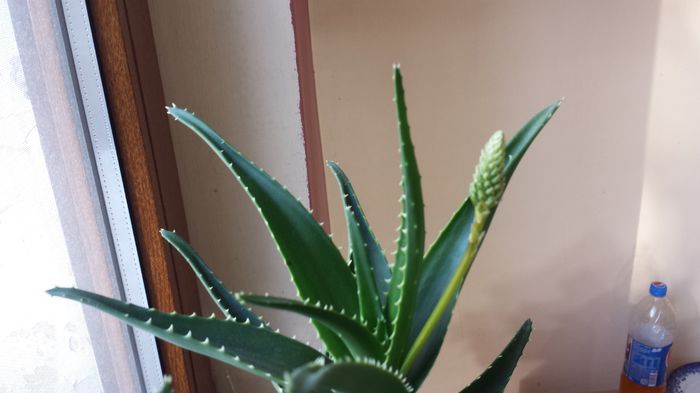 2015-04-24 08.16.32 - Aloe