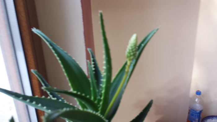 2015-04-24 08.16.35 - Aloe