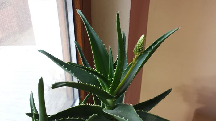 2015-04-24 08.16.38 - Aloe