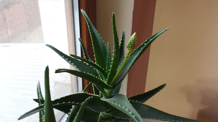 2015-04-24 08.16.43 - Aloe