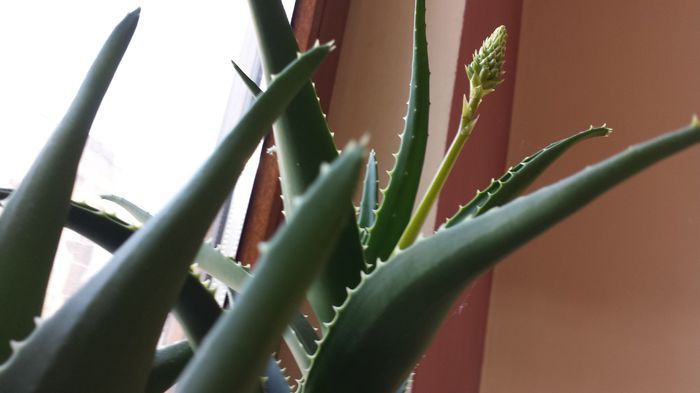 2015-04-24 08.16.52 - Aloe