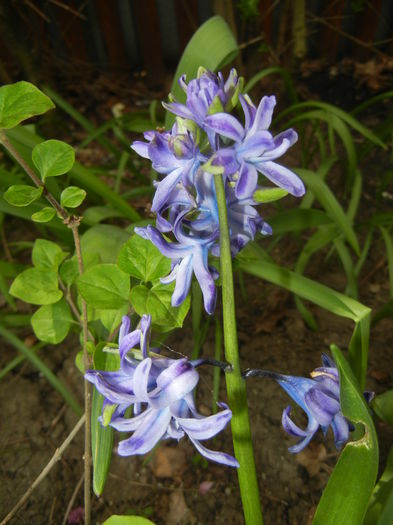 Hyacinth Isabelle (2015, April 18)