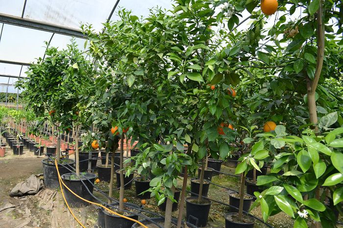 10 - Vand lamai altoiti potocali mandarini lime Citrice