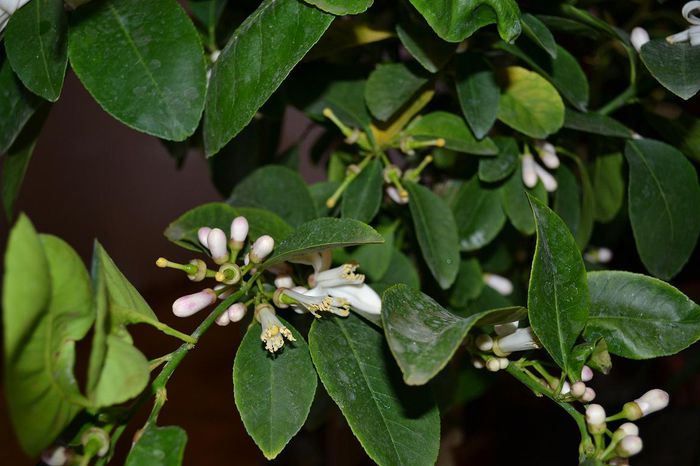 5; Flori Citrus Limon
