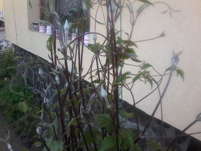20150423_193947 - clematita 2014-2015-2016-2018-2019