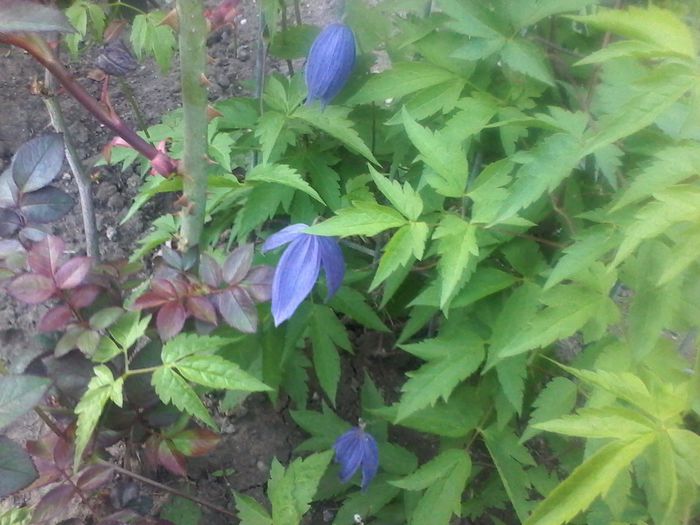 20150423_193859 - clematita 2014-2015-2016-2018-2019