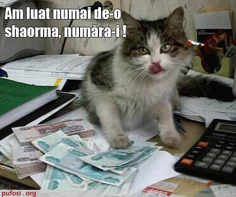 poze-amuzante-pisica-a-furat-bani-de-shaorma