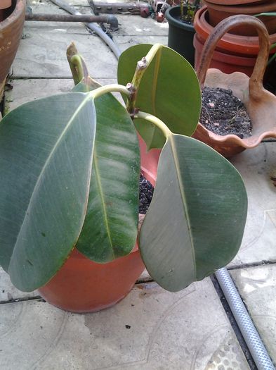 pui ficus pt. Crinela
