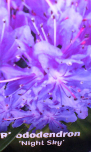 rhododendron night sky  de vanzare 37 ron