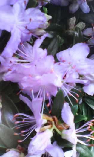 rhododendron night sky de vanzare 37 ron - Rhododendron diverse culori 2015