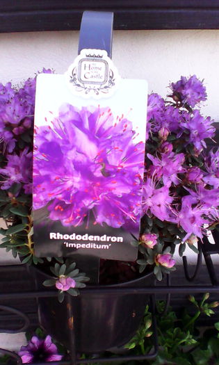 rhododendron impeditum de vanzare 37 ron - Rhododendron diverse culori 2015