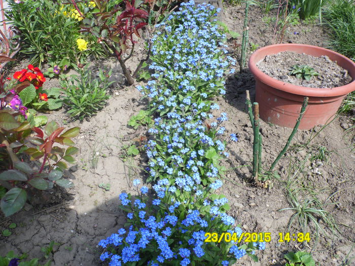 Myosotys sylvatica Miro