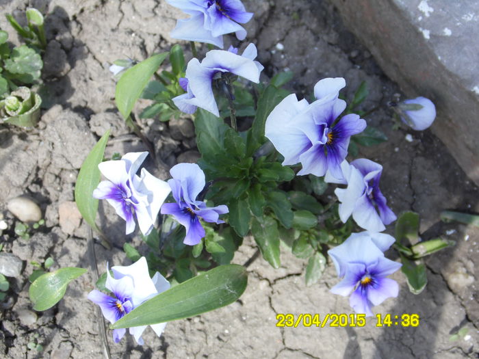 Viola tricolor - PSNSELUTE
