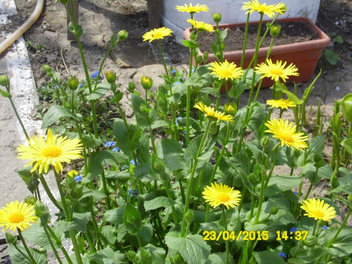 DORONICUM