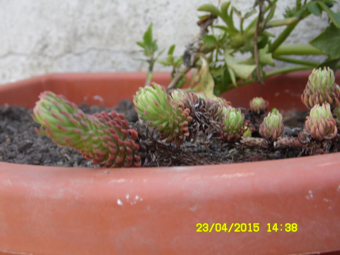 SEDUM FORSTERIANUM MEDIUM ORACLE