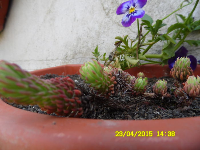 SEDUM  ACHIZITIE NOUA - SEDUM 2015