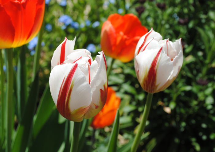  - 2015 plantele mele