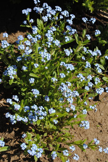 myosotis - 2015 plantele mele