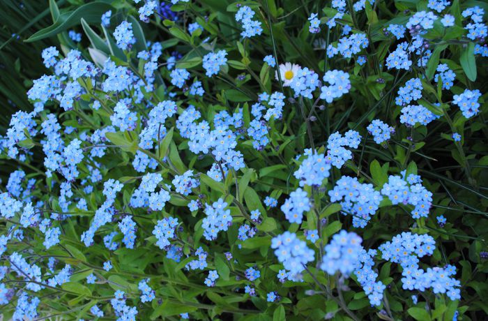 myosotis - 2015 plantele mele