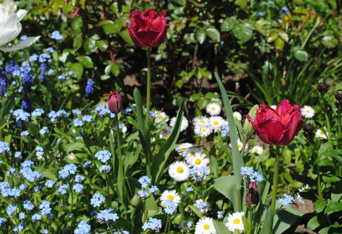 - 2015 plantele mele