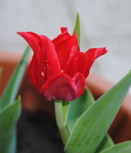 lalea Praestans tub. Variety - 2015 plantele mele