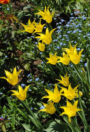 lalele lily flowered west point - 2015 plantele mele