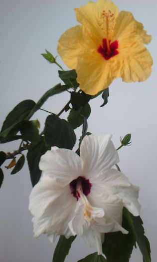 2015-04-24 17.07.45