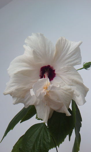 2015-04-24 17.10.20
