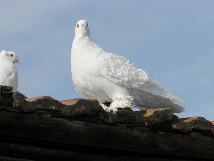 P4110584 - frezati francezi albi