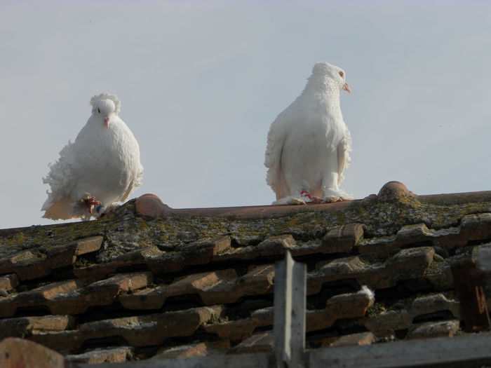 P4110519 - frezati francezi albi