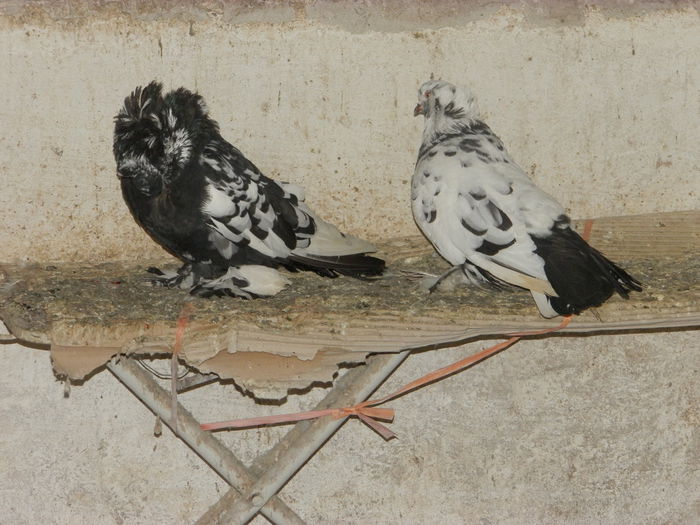 P4110508 - Uriasi maghiari