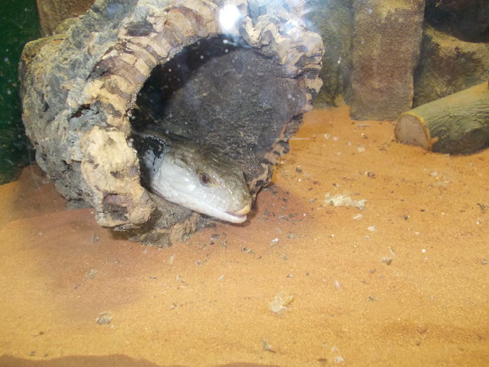 DSCN4002 - 3 Vadaspark - Nyiregyhazi