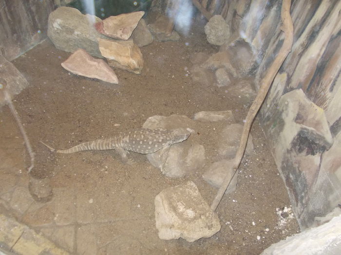 DSCN4005 - 3 Vadaspark - Nyiregyhazi