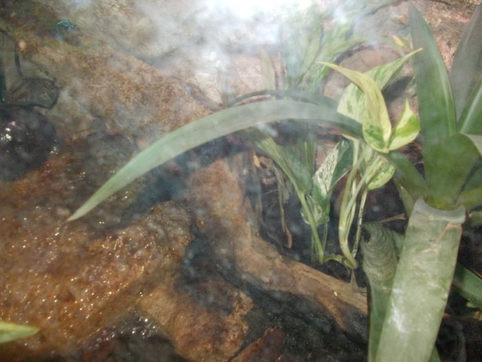 DSCN4007 - 3 Vadaspark - Nyiregyhazi