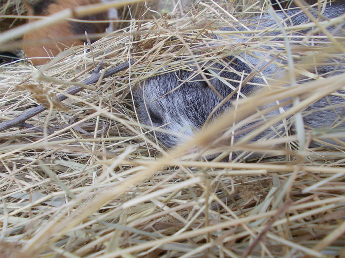 DSCN4011 - 3 Vadaspark - Nyiregyhazi