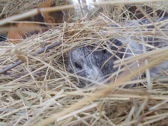 DSCN4012 - 3 Vadaspark - Nyiregyhazi