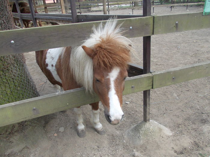 DSCN4035 - 3 Vadaspark - Nyiregyhazi